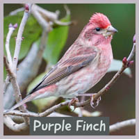 Purple Finch